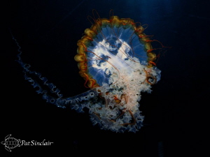 taken at the Aquarium of the Americas by Patricia Sinclair 